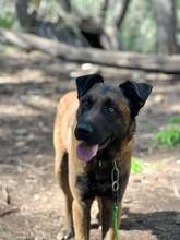 BOI, Hund, Malinois-Bardino-Mix in Spanien - Bild 3