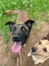 BOI, Hund, Malinois-Bardino-Mix in Spanien - Bild 4