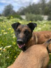 BOI, Hund, Malinois-Bardino-Mix in Spanien - Bild 5
