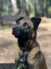BOI, Hund, Malinois-Bardino-Mix in Spanien - Bild 7