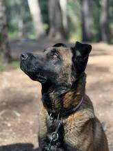 BOI, Hund, Malinois-Bardino-Mix in Spanien - Bild 8