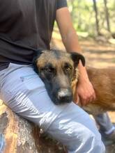 BOI, Hund, Malinois-Bardino-Mix in Spanien - Bild 9