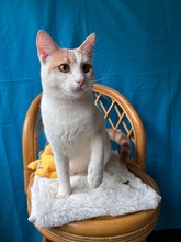 JOBY, Katze, Europäisch Kurzhaar in Zypern - Bild 2