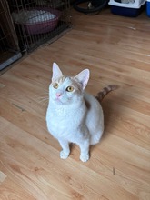 JOBY, Katze, Europäisch Kurzhaar in Zypern - Bild 3
