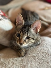 YOKO, Katze, Europäisch Kurzhaar in Zypern - Bild 1