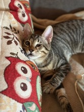 YOKO, Katze, Europäisch Kurzhaar in Zypern - Bild 2