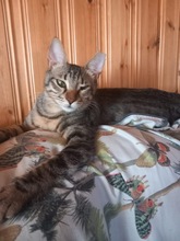 YOKO, Katze, Europäisch Kurzhaar in Zypern - Bild 3