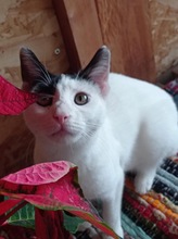 BELIASHKA, Katze, Europäisch Kurzhaar in Zypern - Bild 1