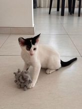BELIASHKA, Katze, Europäisch Kurzhaar in Zypern - Bild 2