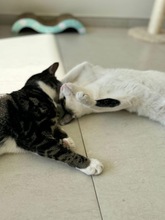 BELIASHKA, Katze, Europäisch Kurzhaar in Zypern - Bild 3