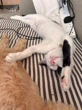 BELIASHKA, Katze, Europäisch Kurzhaar in Zypern - Bild 4