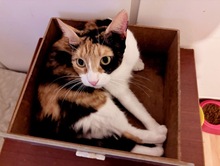 MARISHA, Katze, Europäisch Kurzhaar in Börnsen - Bild 1