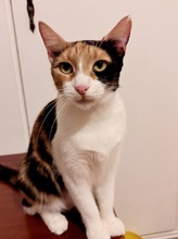MARISHA, Katze, Europäisch Kurzhaar in Börnsen - Bild 2