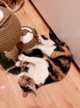 MARISHA, Katze, Europäisch Kurzhaar in Börnsen - Bild 3