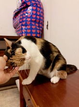 MARISHA, Katze, Europäisch Kurzhaar in Börnsen - Bild 4