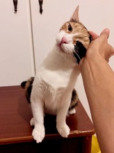 MARISHA, Katze, Europäisch Kurzhaar in Börnsen - Bild 5