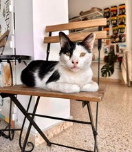 FELIX, Katze, Europäisch Kurzhaar in Zypern - Bild 1