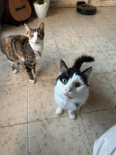 FELIX, Katze, Europäisch Kurzhaar in Zypern - Bild 2