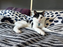 FELIX, Katze, Europäisch Kurzhaar in Zypern - Bild 3