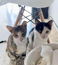 FELIX, Katze, Europäisch Kurzhaar in Zypern - Bild 4
