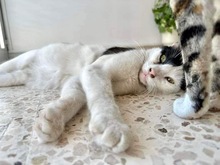 FELIX, Katze, Europäisch Kurzhaar in Zypern - Bild 5