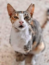 LAURA, Katze, Europäisch Kurzhaar in Zypern - Bild 1