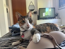 LAURA, Katze, Europäisch Kurzhaar in Zypern - Bild 3