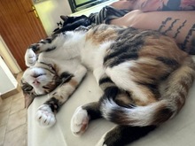 LAURA, Katze, Europäisch Kurzhaar in Zypern - Bild 4