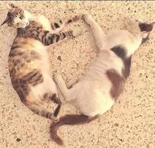 LAURA, Katze, Europäisch Kurzhaar in Zypern - Bild 5