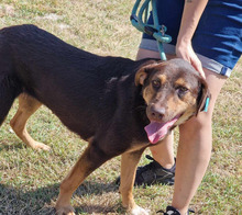 NORA, Hund, Mischlingshund in Bulgarien