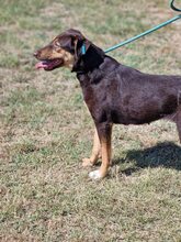 NORA, Hund, Mischlingshund in Bulgarien - Bild 10