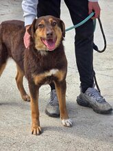 NORA, Hund, Mischlingshund in Bulgarien - Bild 3