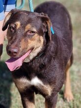 NORA, Hund, Mischlingshund in Bulgarien - Bild 4