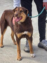 NORA, Hund, Mischlingshund in Bulgarien - Bild 5