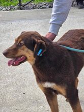 NORA, Hund, Mischlingshund in Bulgarien - Bild 6
