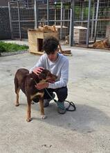 NORA, Hund, Mischlingshund in Bulgarien - Bild 7