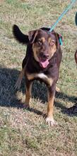 NORA, Hund, Mischlingshund in Bulgarien - Bild 9