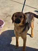NOVA, Hund, Mischlingshund in Bulgarien
