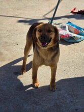 NOVA, Hund, Mischlingshund in Bulgarien - Bild 2