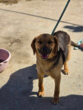 NOVA, Hund, Mischlingshund in Bulgarien - Bild 3