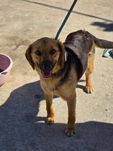 NOVA, Hund, Mischlingshund in Bulgarien - Bild 4