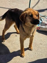 NOVA, Hund, Mischlingshund in Bulgarien - Bild 5