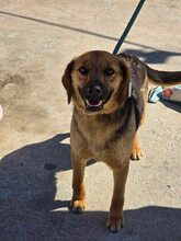 NOVA, Hund, Mischlingshund in Bulgarien - Bild 6