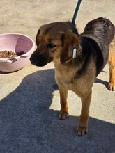 NOVA, Hund, Mischlingshund in Bulgarien - Bild 7