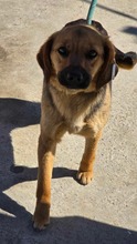 NOVA, Hund, Mischlingshund in Bulgarien - Bild 8