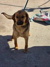NOVA, Hund, Mischlingshund in Bulgarien - Bild 9