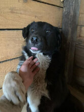 VIOLETTA, Hund, Mischlingshund in Rumänien - Bild 1