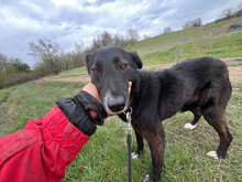 MANOU, Hund, Mischlingshund in Trier - Bild 1