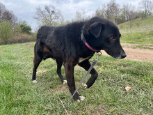 MANOU, Hund, Mischlingshund in Trier - Bild 2