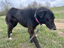 MANOU, Hund, Mischlingshund in Trier - Bild 3